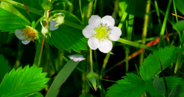 森の中で野生のイチゴの白い花がクローズアップされました — ストック動画