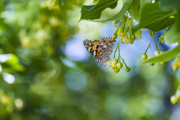 Fjäril Blommande Linden Tree Blomma Ett Träd Som Växer Ukrainas — Stockfoto