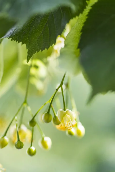 Closeup of a flowering linden tree flower, a tree growing on the territory of Ukraine.
