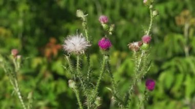 Kharkiv, Ukrayna - 26 Haziran , 2019: Kharkov şehrinin sokaklarında hareket eden eski Sovyet tramvayları.