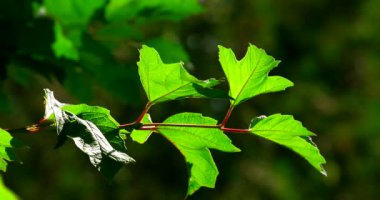 Bir yaz parkında ağaçların yeşil yaprakları birbirine yakın..