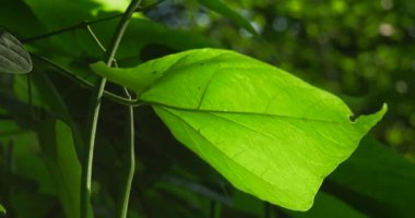 Bir yaz parkında ağaçların yeşil yaprakları birbirine yakın..