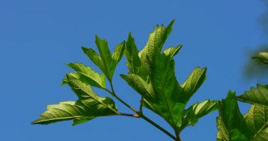 Bir yaz parkında ağaçların yeşil yaprakları birbirine yakın..