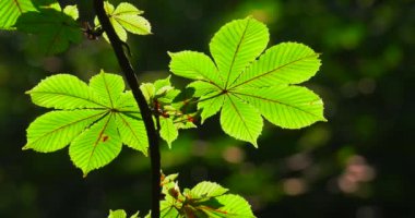 Bir yaz parkında ağaçların yeşil yaprakları birbirine yakın..