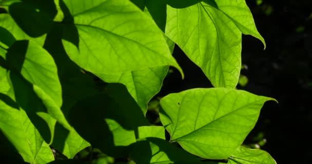 Feuilles Vertes Arbres Photographiées Gros Plan Dans Parc Été — Video