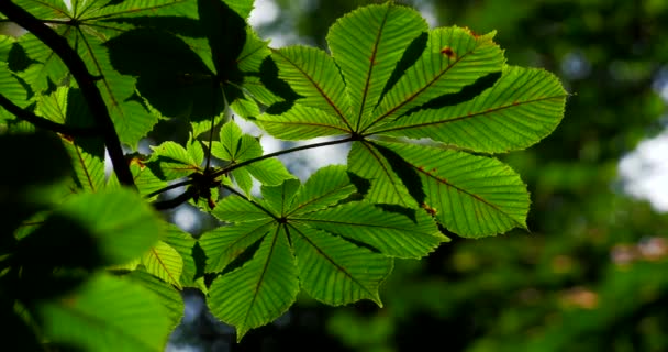 Green Leaves Trees Shot Close Summer Park — Stock Video