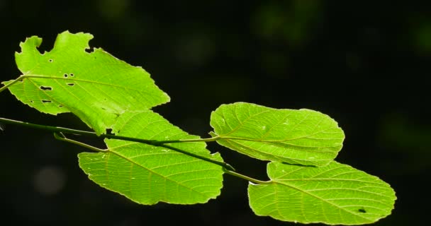 Зелене Листя Дерев Зняте Крупним Планом Літньому Парку — стокове відео