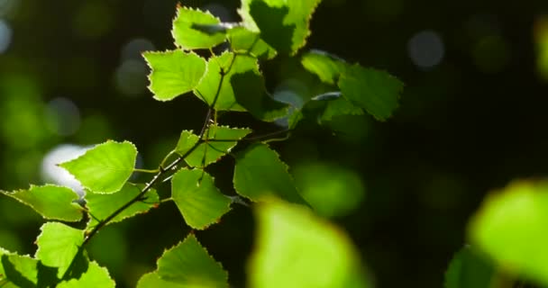 Gröna Löv Träd Sköt Närbild Sommarpark — Stockvideo