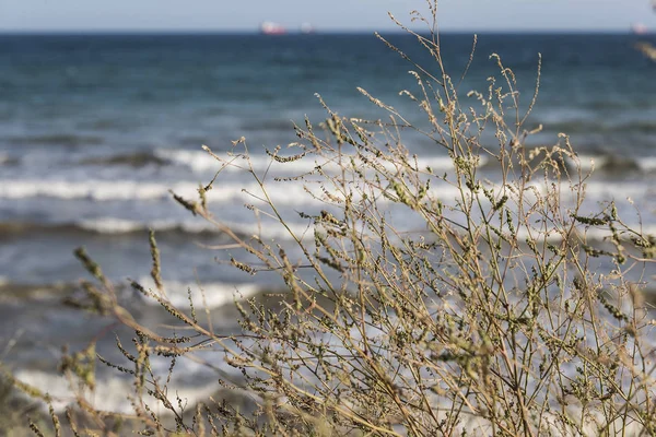 Karadeniz'in arka planında Ukrayna bozkırPeyzaj