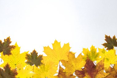 Sonbahar sarısı akçaağaç yaprakları gri arka planda uçuşur.