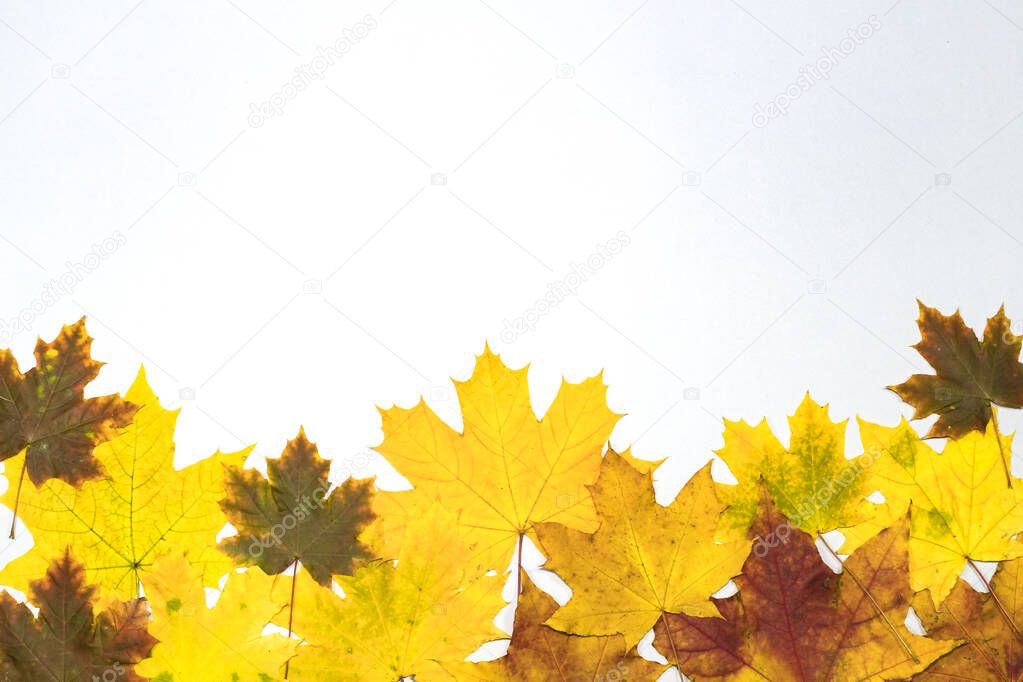 Autumn yellowed maple leaves fly around on a gray background