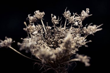 Koyu bir arka planda, kuru sonbahar otları çekiliyor..