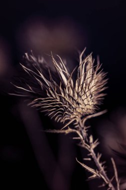Koyu bir arka planda, kuru sonbahar otları çekiliyor..