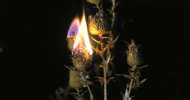 Burning Dry Autumn Grass Night Ukrainian Steppe Stars Sky — Stock Video