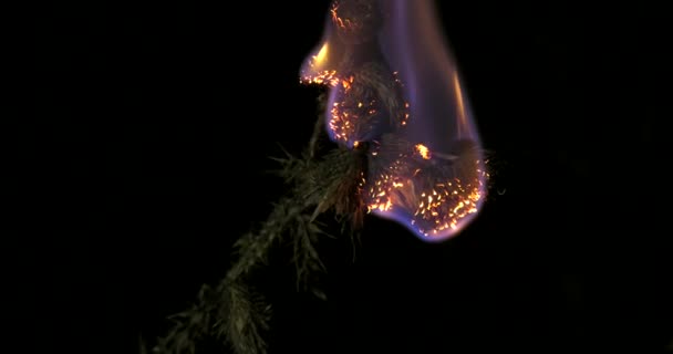 Burning Dry Autumn Grass Night Ukrainian Steppe Stars Sky — Stock Video