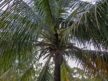 Hindistan cevizi hurma gökyüzüne karşı kapatın. Vietnam