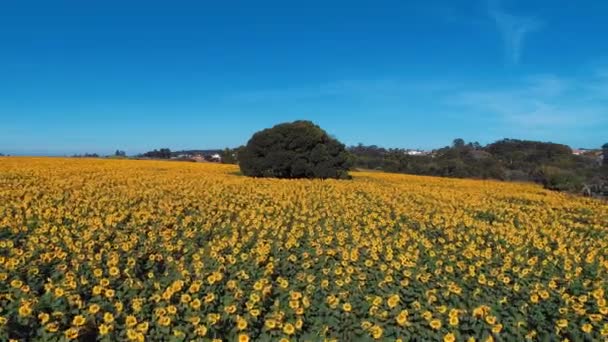 Zonnebloem Luchtfoto Van Gekleurde Plantage Van Zonnebloemen Weergave Van Het — Stockvideo