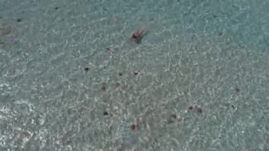 Karayip Denizi: dev deniz yıldızları ile Cennet plaj üzerinde yüzmeye. Muhteşem ve inanılmaz! Harika manzara ve Karayipler sahne. Los Roques, Venezuela.