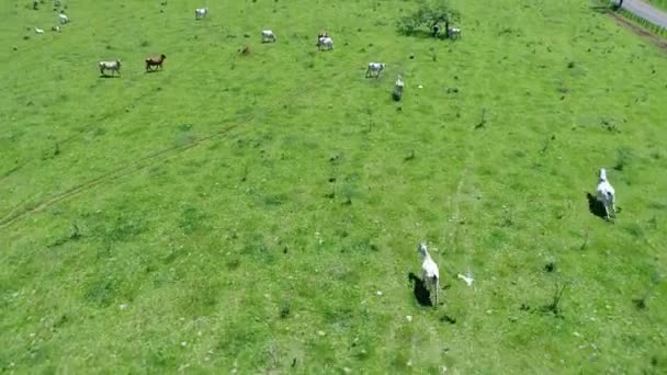 Luftaufnahme Der Landwirtschaft Und Des Ländlichen Raums Bezaubernde Landschaft Tolle — Stockvideo