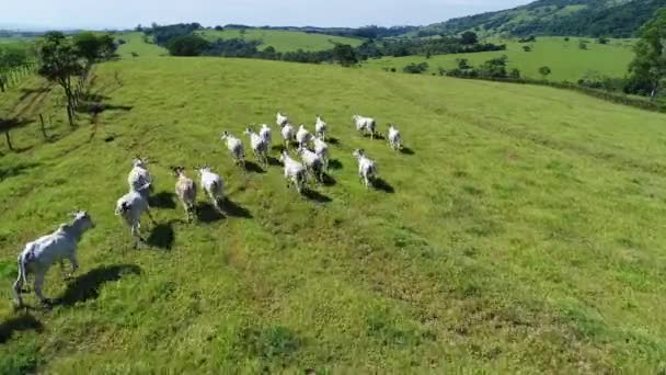 Widok Lotu Ptaka Rolnictwa Obszarów Wiejskich Sceny Beaufiful Krajobraz Widok — Wideo stockowe