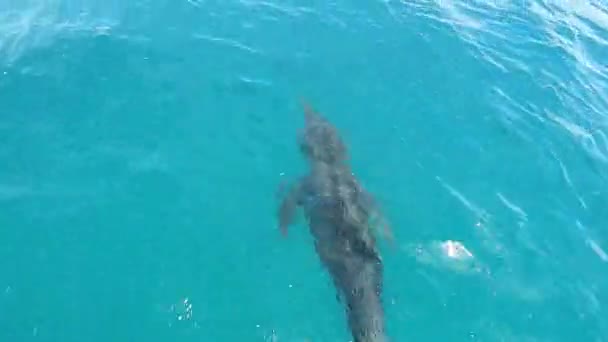 Дельфины Карибском Море Лос Рокес Венесуэла Отличная Сцена Животного Дельфины — стоковое видео