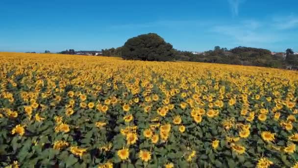 Sonnenblume Luftaufnahme Der Farbigen Plantage Von Sonnenblumen Blick Auf Die — Stockvideo