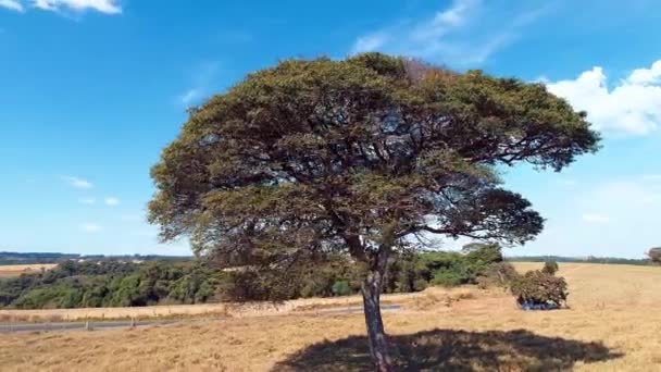 Luftaufnahme Der Landschaft Bauer Feld Landwirtschaft Und Ländlichen Szene Mococa — Stockvideo