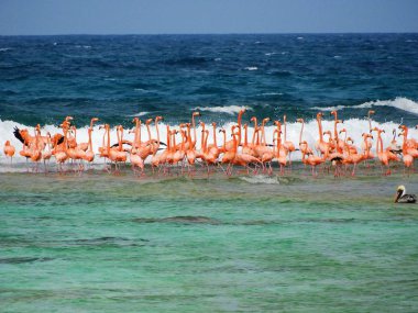 Flamingo beach Karayip Denizi, Los Roques, Venezuela üzerinde uçan. Harika manzara. Harika renk ve kontrast. Büyük yaban hayatı sahne. Uçan kuşlar. Flamingolar doğada. Karayip yaban hayatı. Hayvan'ın sahne.