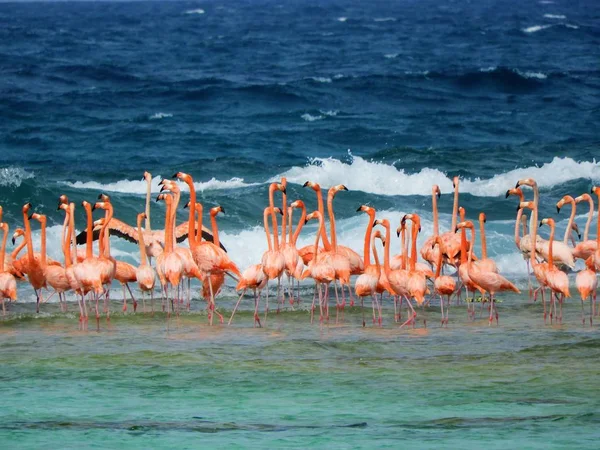 Flamingos flying on the beach of caribbean sea, Los Roques, Venezuela. Fantastic landscape. Great colors and contrast. Great wild life scenery. Birds flying. Flamingos in nature. Caribbean wild life. Animal\'s scenery.