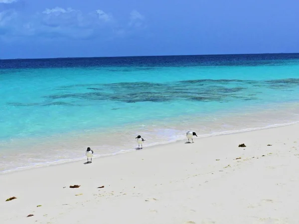 Mare Dei Caraibi Los Roques Vacanze Nel Mare Azzurro Nelle — Foto Stock