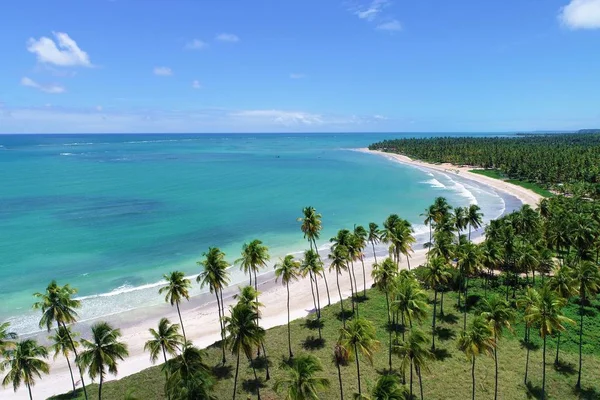 Vista Aérea Playa Sao Miguel Dos Milagres Alagoas Brasil Experiencia — Foto de Stock