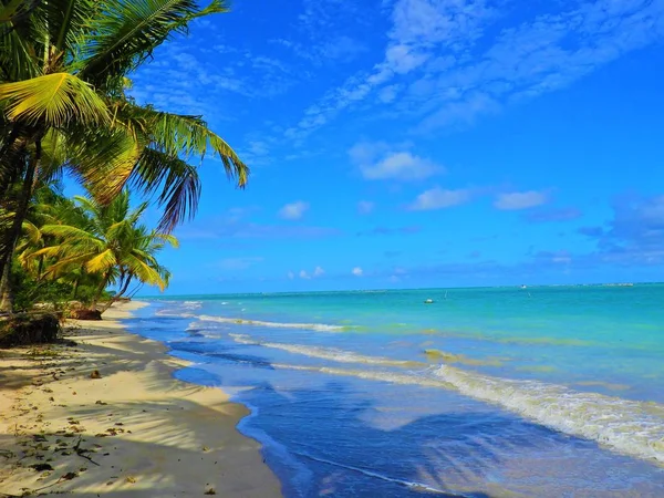度假旅行 热带目的地 度假胜地 旅行理念 完美的假期 美妙的风景 海滩上孤独的棕榈树 旅行生活方式 帕拉西娅的风景 被遗弃的海滩壁纸 — 图库照片