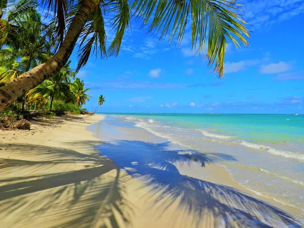 Dovolená Opuštěné Pláži Brazílii Sao Miguel Dos Milagres Alagoas Brazílie — Stock fotografie