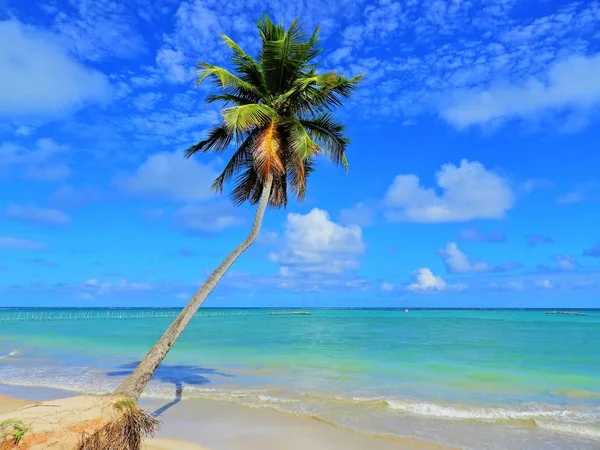 旅游度假 热带目的地 棕榈树海滩景观 旅行度假目的地 旅行理念 完美的度假景观 孤独的手掌上的海滩旅游生活方式 度假胜地 帕拉西亚克的场景 帕拉西亚克海滩 — 图库照片