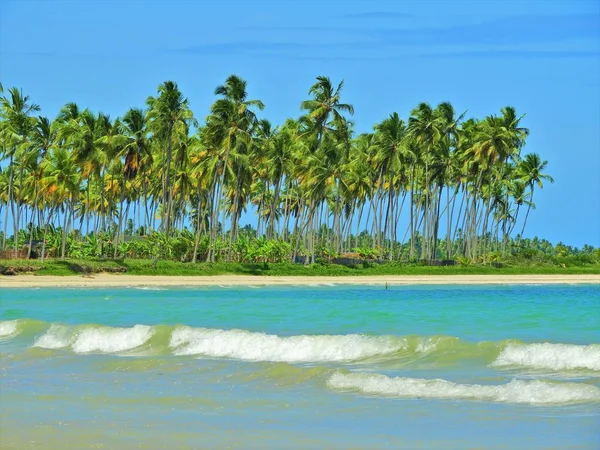 Dovolená Opuštěné Pláži Brazílii Sao Miguel Dos Milagres Alagoas Brazílie — Stock fotografie
