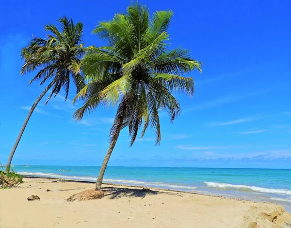 Διακοπές Ερημική Παραλία Στη Βραζιλία São Miguel Dos Milagres Alagoas — Φωτογραφία Αρχείου