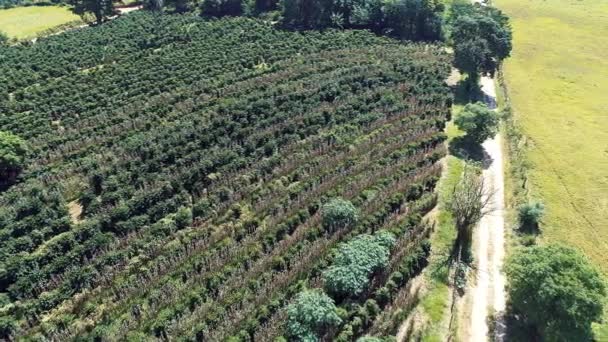 Bella Vista Aerea Campagna Agribusiness Bestiame Pascolo Bovini Bel Paesaggio — Video Stock