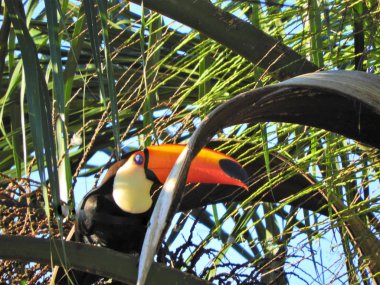 Doğada güzel toucan. Harika bir vahşi yaşam sahnesi. Güzel hayvan sahnesi.  