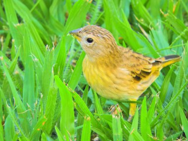 Çimenlerin üzerinde yürüyen güzel sarı kanarya. Vahşi yaşam manzarası. Hayvanlar manzarası. Doğada güzel kuş sahnesi. 
