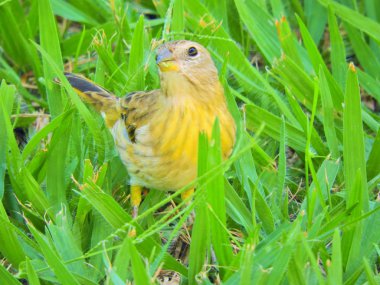 Çimenlerin üzerinde yürüyen güzel sarı kanarya. Vahşi yaşam manzarası. Hayvanlar manzarası. Doğada güzel kuş sahnesi. 