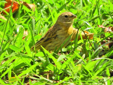 Çimenlerin üzerinde yürüyen güzel sarı kanarya. Vahşi yaşam manzarası. Hayvanlar manzarası. Doğada güzel kuş sahnesi. 