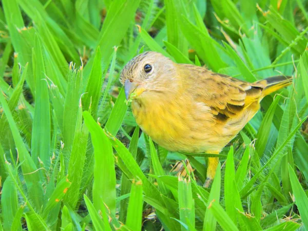 Magnifique Canari Jaune Marchant Sur Herbe Des Paysages Sauvages Paysages — Photo