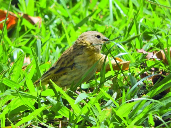 Beautiful Yellow Canary Walking Grass Wildlifes Scenery Animals Scenery Beautiful — Stock Photo, Image