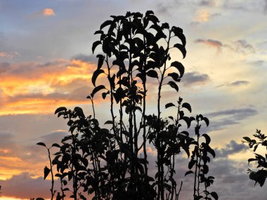 Gün batımı manzarası. Renklerin patlaması. Sunset'in koleksiyonu. Ağaçlardan gelen güneş ışınlarıile kırsal sahne. Renkli Gökyüzü ile büyük manzara!