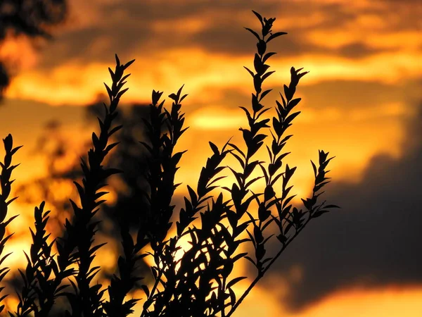 Sunset's scenery. Explosion of colors. Sunset's collection. Countryside scene with sunbeams from the trees. Great landscape with colored Sky!