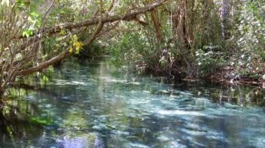Balık sürüsü. Harika bir manzara. Triste Nehri, Nobres, Mato Grosso, Brezilya. Harika bir manzara. Sualtı sahnesi.