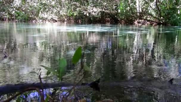 Halak Sekély Nagy Tájkép Triste River Nobres Mato Grosso Brazília — Stock videók
