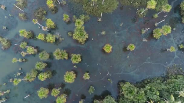 Vue Aérienne Lac Des Aras Nobres Mato Grosso Brésil Point — Video