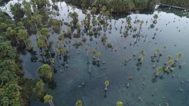Vista Aérea Lago Macaws Nobres Mato Grosso Brasil Ponto Turístico — Vídeo de Stock