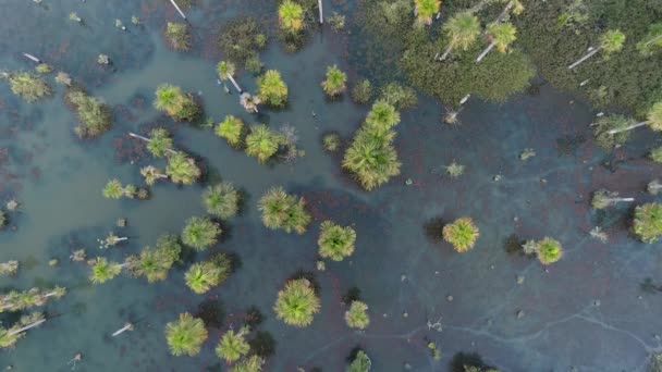 มมองทางอากาศของทะเลสาบ Macaws Nobres Mato Grosso บราซ องเท ยอดเย ดหมายปลายทางการเด นทาง — วีดีโอสต็อก